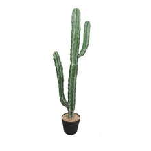 Load image into Gallery viewer, Cactus Plant Collection