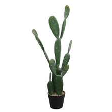 Load image into Gallery viewer, Cactus Plant Collection