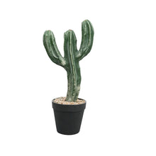 Load image into Gallery viewer, Cactus Plant Collection