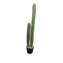 Load image into Gallery viewer, Cactus Plant Collection
