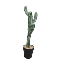 Load image into Gallery viewer, Cactus Plant Collection