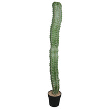 Load image into Gallery viewer, Cactus Plant Collection
