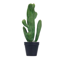 Load image into Gallery viewer, Cactus Plant Collection