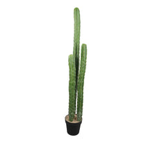 Load image into Gallery viewer, Cactus Plant Collection
