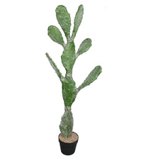 Load image into Gallery viewer, Cactus Plant Collection