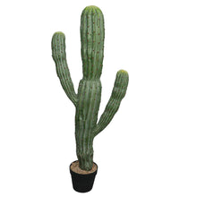 Load image into Gallery viewer, Cactus Plant Collection