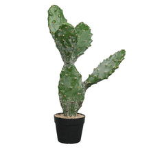 Load image into Gallery viewer, Cactus Plant Collection