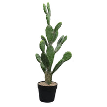 Load image into Gallery viewer, Cactus Plant Collection