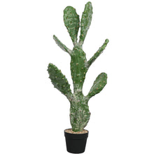 Load image into Gallery viewer, Cactus Plant Collection