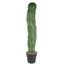 Load image into Gallery viewer, Cactus Plant Collection