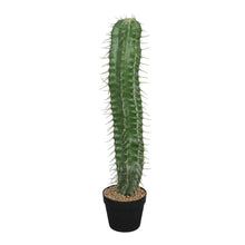 Load image into Gallery viewer, Cactus Plant Collection