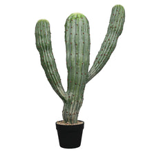 Load image into Gallery viewer, Cactus Plant Collection