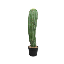Load image into Gallery viewer, Cactus Plant Collection