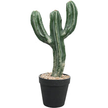 Load image into Gallery viewer, Cactus Plant Collection