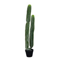 Load image into Gallery viewer, Cactus Plant Collection