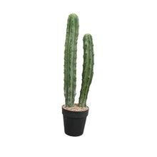 Load image into Gallery viewer, Cactus Plant Collection