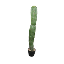 Load image into Gallery viewer, Cactus Plant Collection