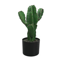 Load image into Gallery viewer, Cactus Plant Collection