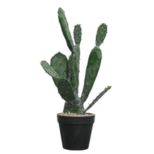 Load image into Gallery viewer, Cactus Plant Collection