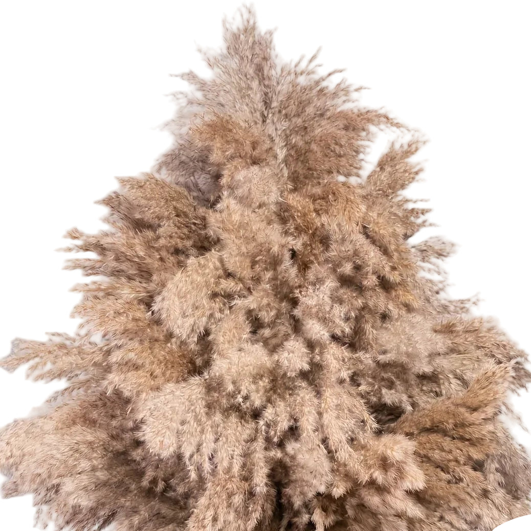 Natural Dried Fluffy Reeds Pampas Grass