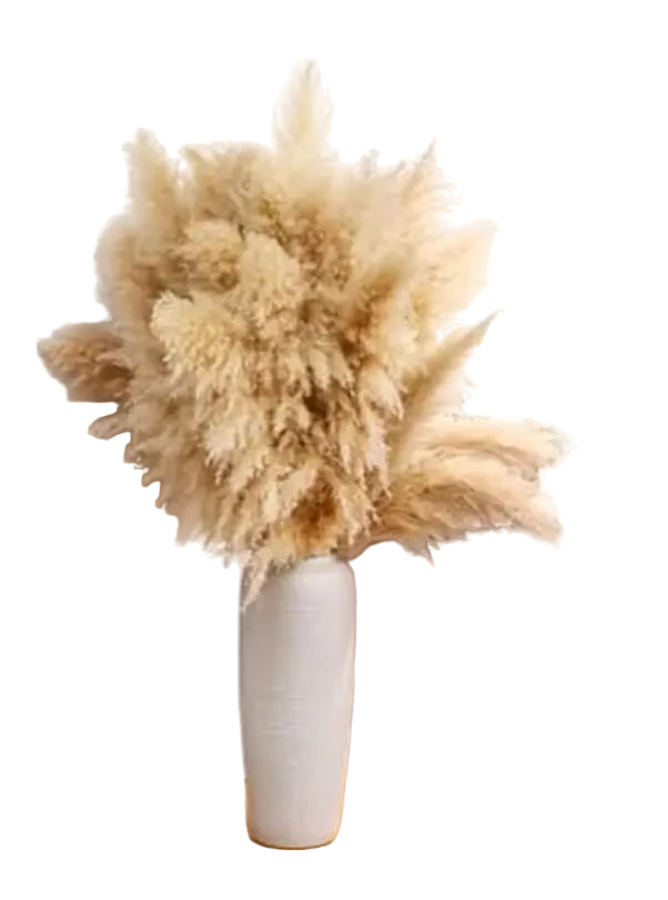 Natural Dried Fluffy Pampas Grass